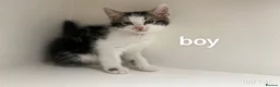 Mixed Breed cats for sale: Kittens in Brighton - Advert 7