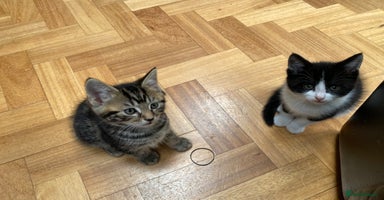 Domestic Shorthair cats - Advert 13