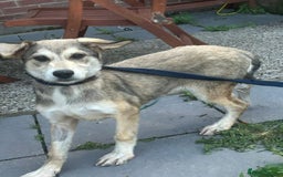 Mixed Breed dogs for adoption: Iris - Norwich Norfolk  - Image 9
