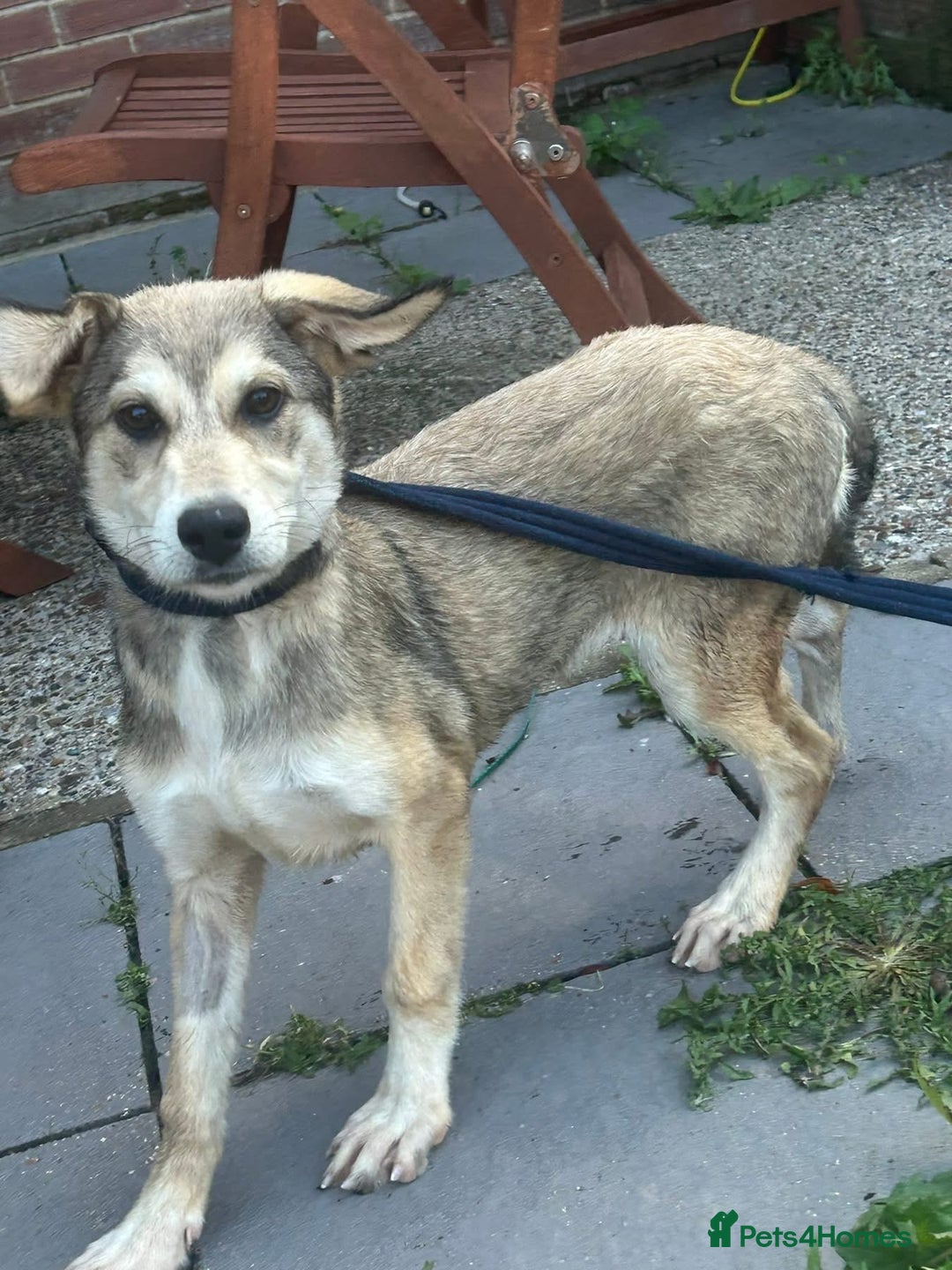 Mixed Breed dogs for adoption: Iris - Norwich Norfolk  - Image 9