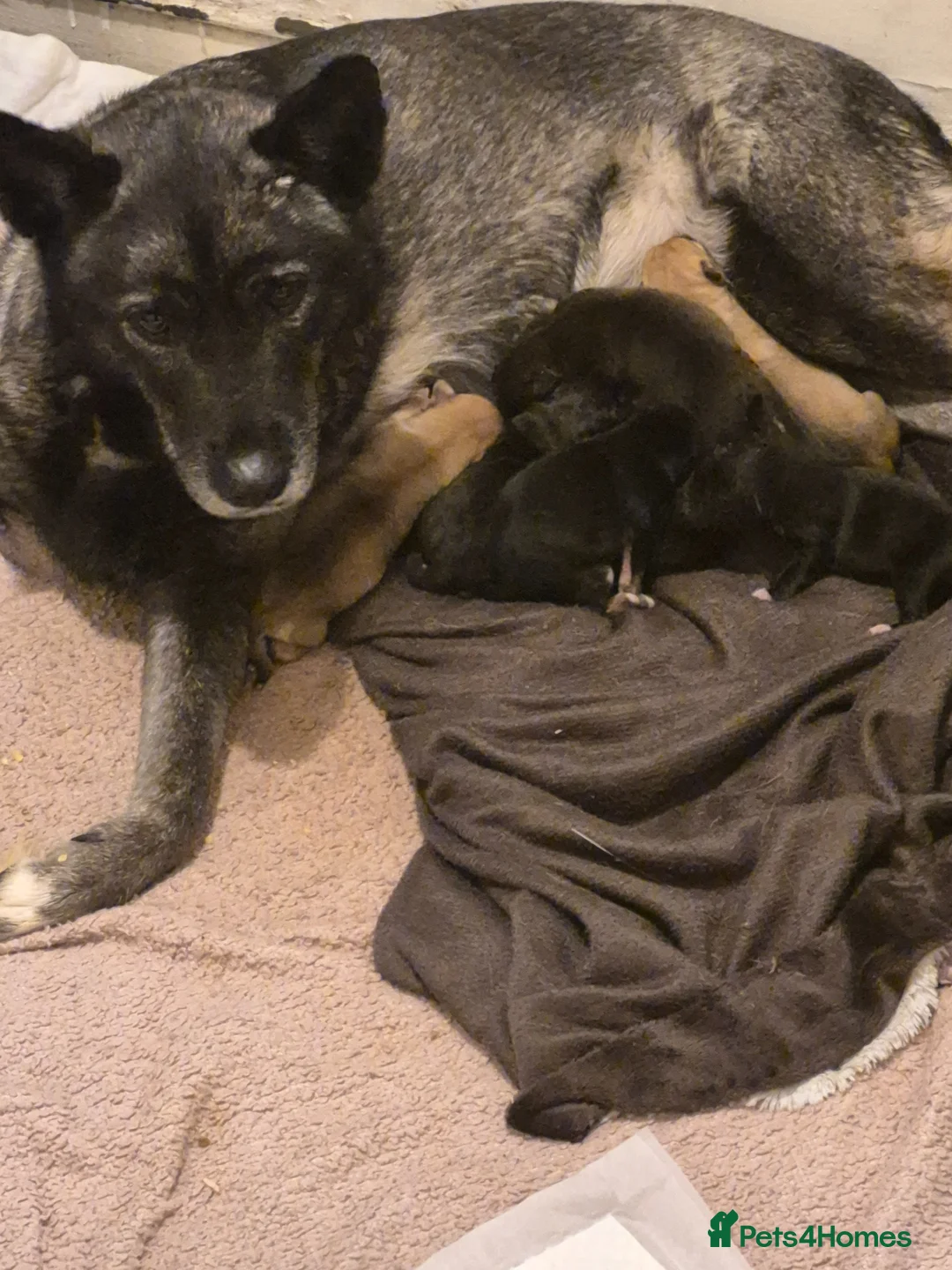 Mixed Breed dogs for sale: 2 loving puppies left - Advert 6