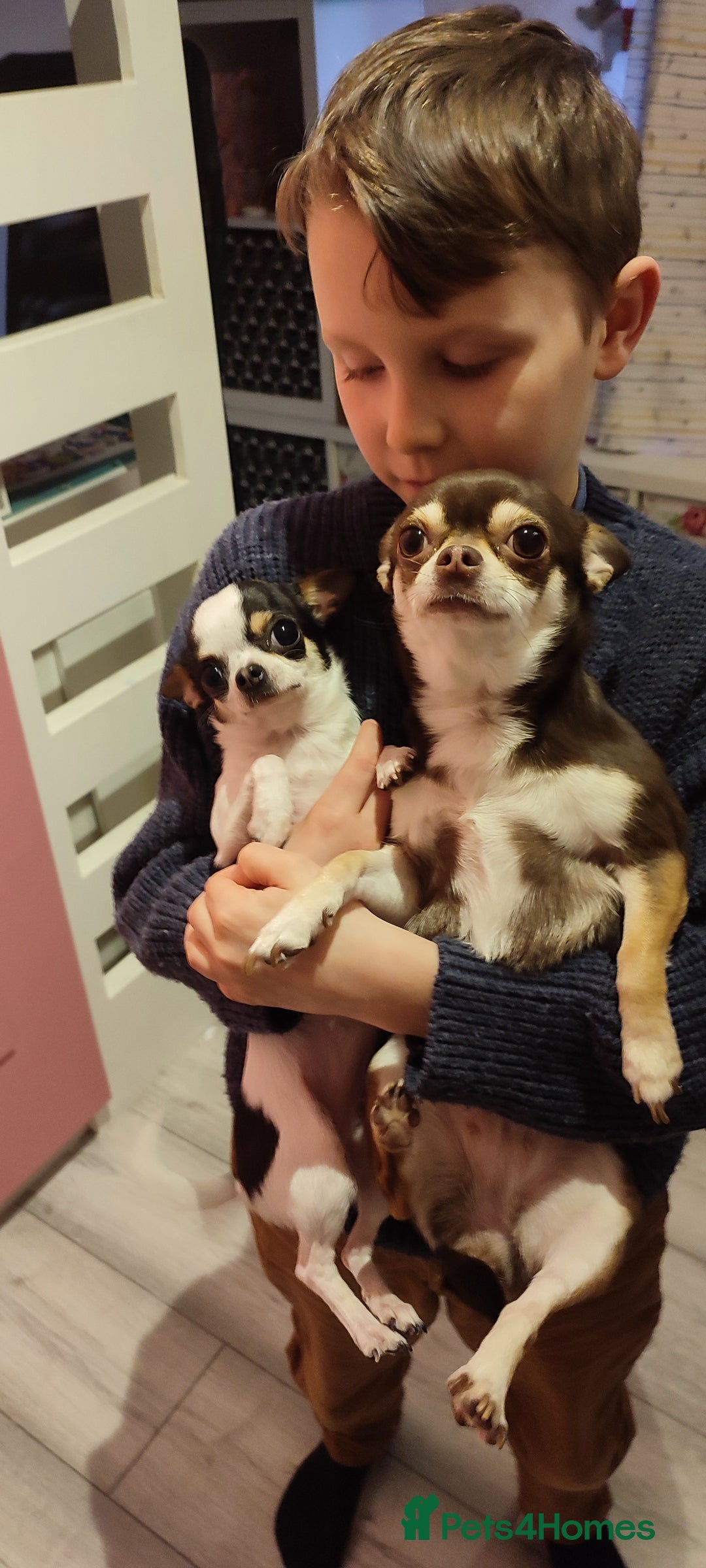 Chihuahua dogs for sale:  Tiny dog chihuahua - Advert 3