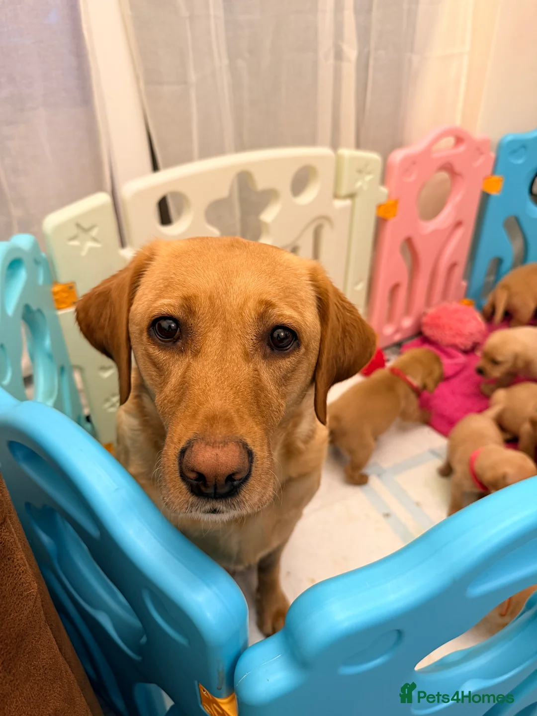 Labrador Retriever dogs for sale: Outstanding litter Labrador retrievers  - Advert 1