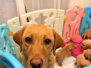 Labrador Retriever dogs Outstanding litter Labrador retrievers - Advert 1