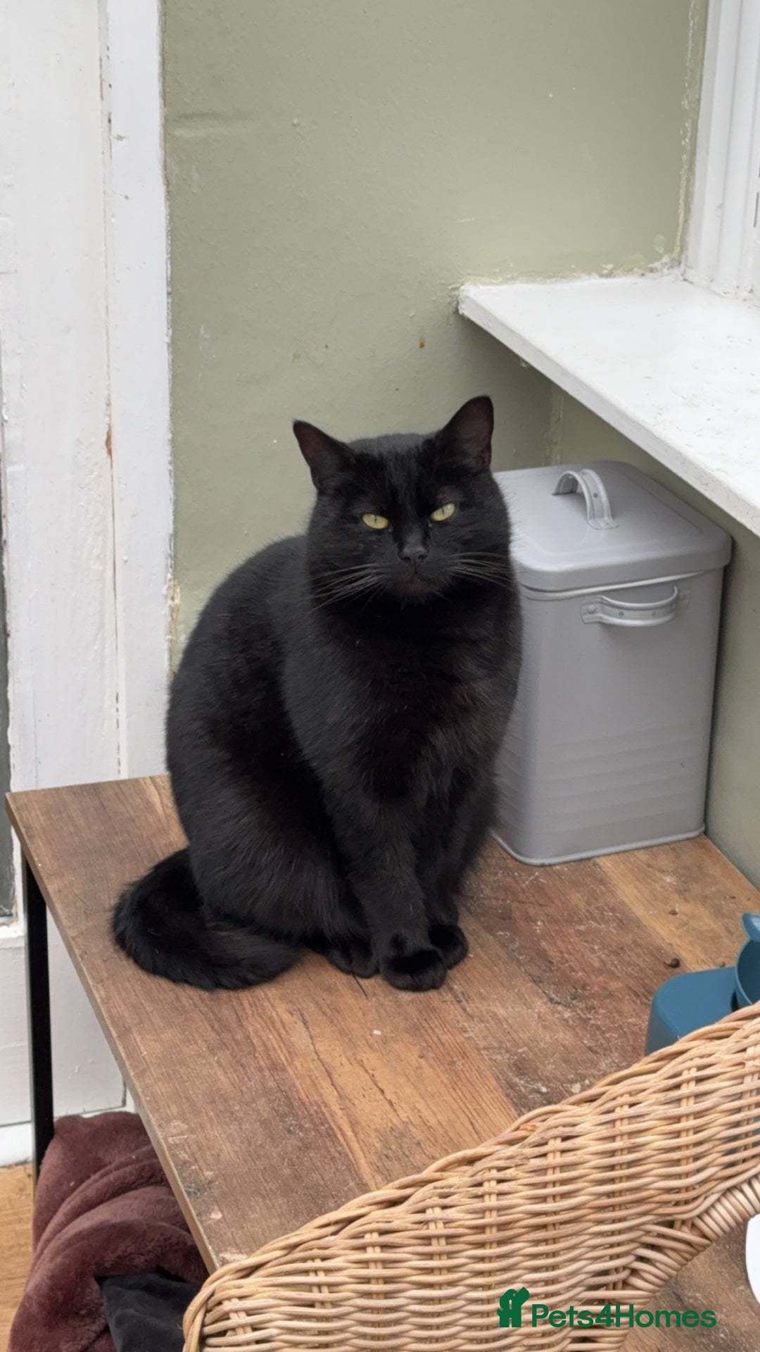 Mixed Breed cats for sale: Black Cat For Rehoming  - Advert 4