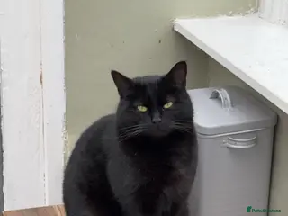 Mixed Breed cats Black Cat For Rehoming - Advert 1