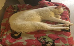 Domestic Shorthair cats for sale: free male cat 1yr 3 months  - Image 4