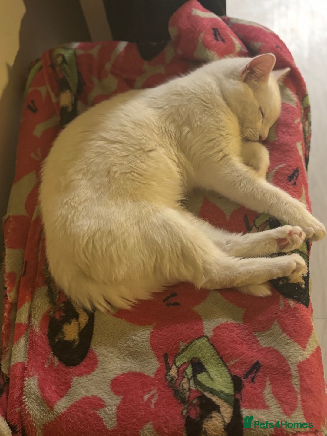 Domestic Shorthair cats for sale: free male cat 1yr 3 months  - Image 4