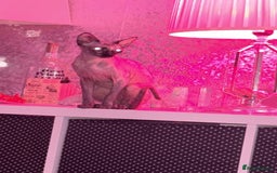 Sphynx cats for sale: Spynx kitten  - Image 7