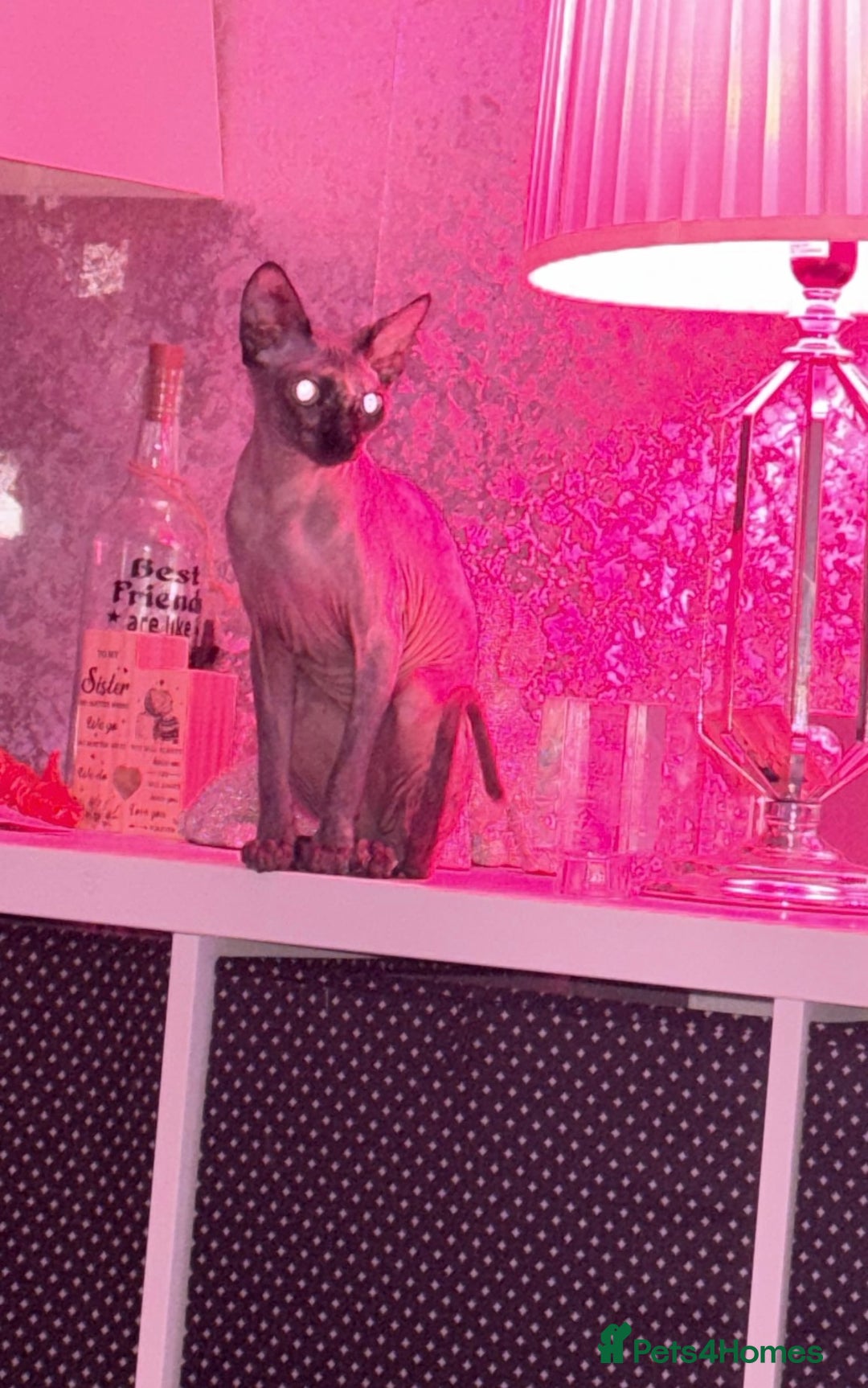 Sphynx cats for sale: Spynx kitten  - Image 7