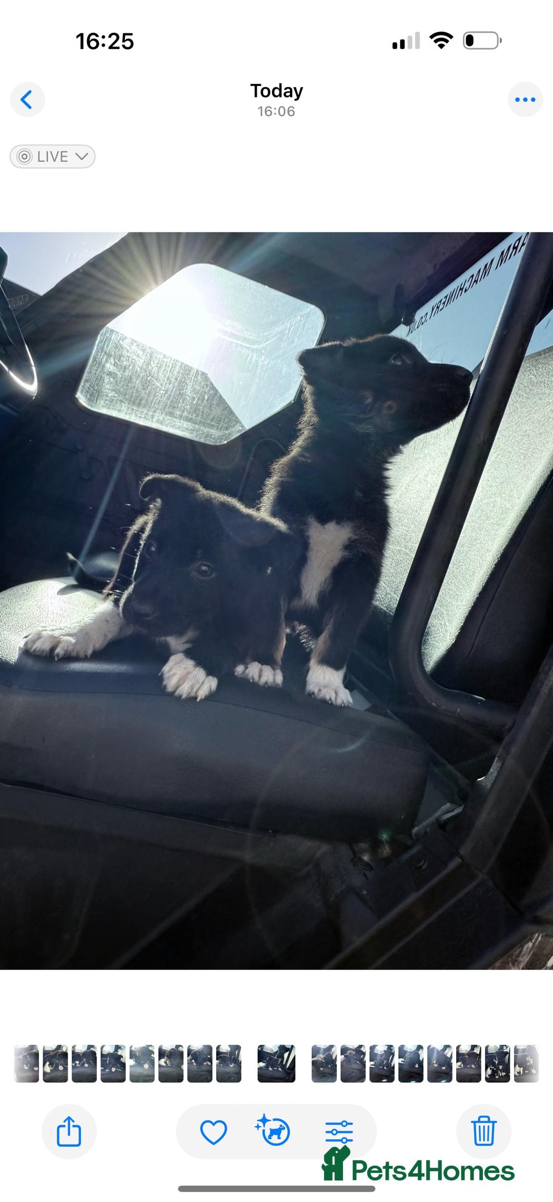 Mixed Breed dogs for sale: beautiful German shepherd x border collie puppies  - Image 3