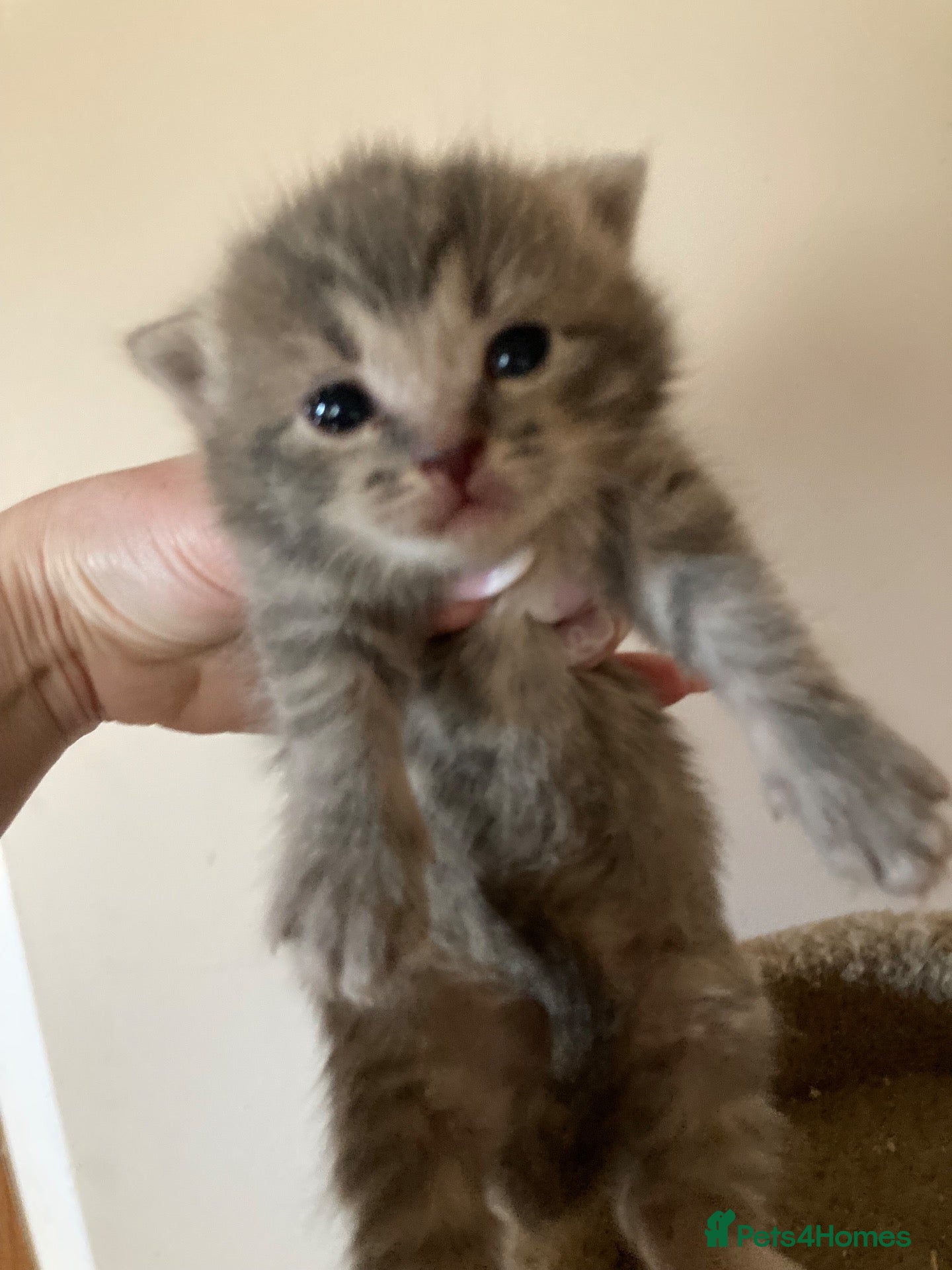 Mixed Breed cats Kittens  - Advert 17