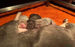 French Bulldog dogs for stud: Visual Big 🧶 Fluffy Stud in Abertillery - Image 24