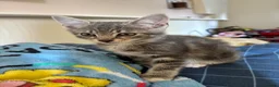 Mixed Breed cats for sale: Adorable kittens for sale  - Advert 9