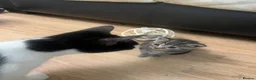 Mixed Breed cats for sale: Tabby Kitten - Advert 7