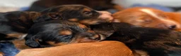 Cocker Spaniel dogs for sale: W/C Spaniel Puppies. Health tested parents - Advert 4
