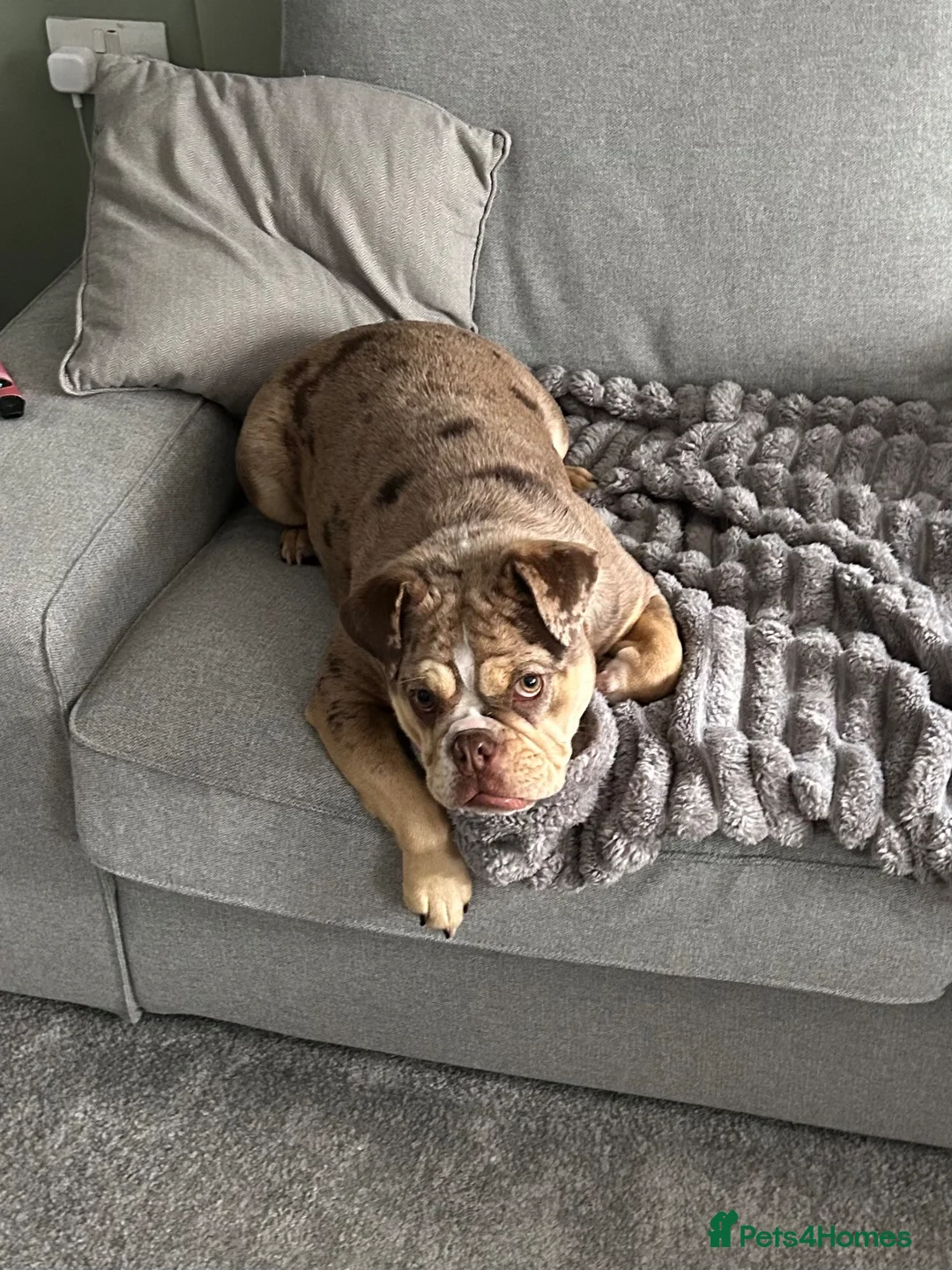 English Bulldog dogs for sale: English bulldog in Wellington - Advert 2