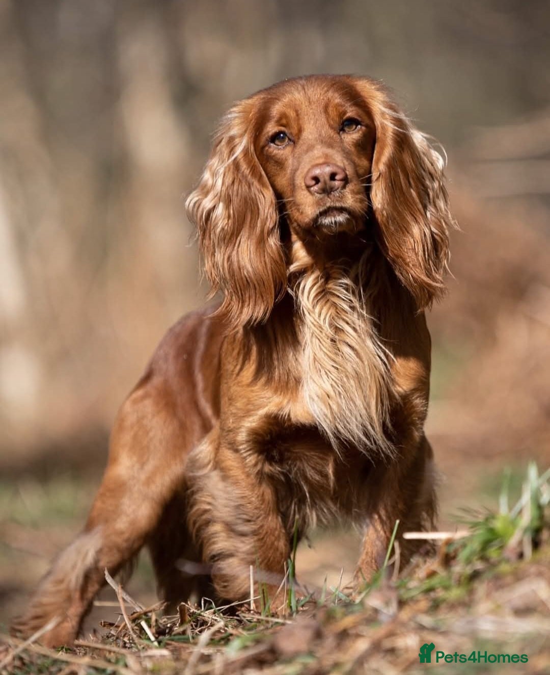 Cocker Spaniel dogs for sale: Working cocker spaniel, kc reg & many FTCH ,3boys - Advert 11