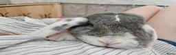 Mini Lop rabbits for sale: ❤️ rescue rabbits looking for loving home ❤️ - Advert 3