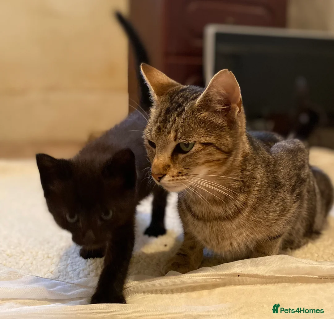 Mixed Breed cats for sale: Stunning part Siamese kittens ready - Advert 2