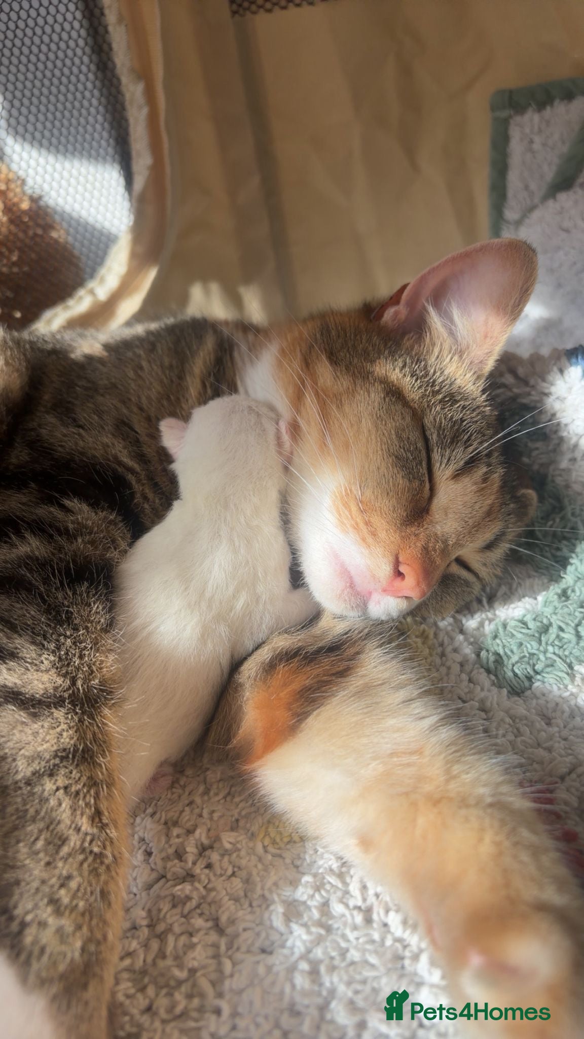 Mixed Breed cats Two white kittens  - Advert 2