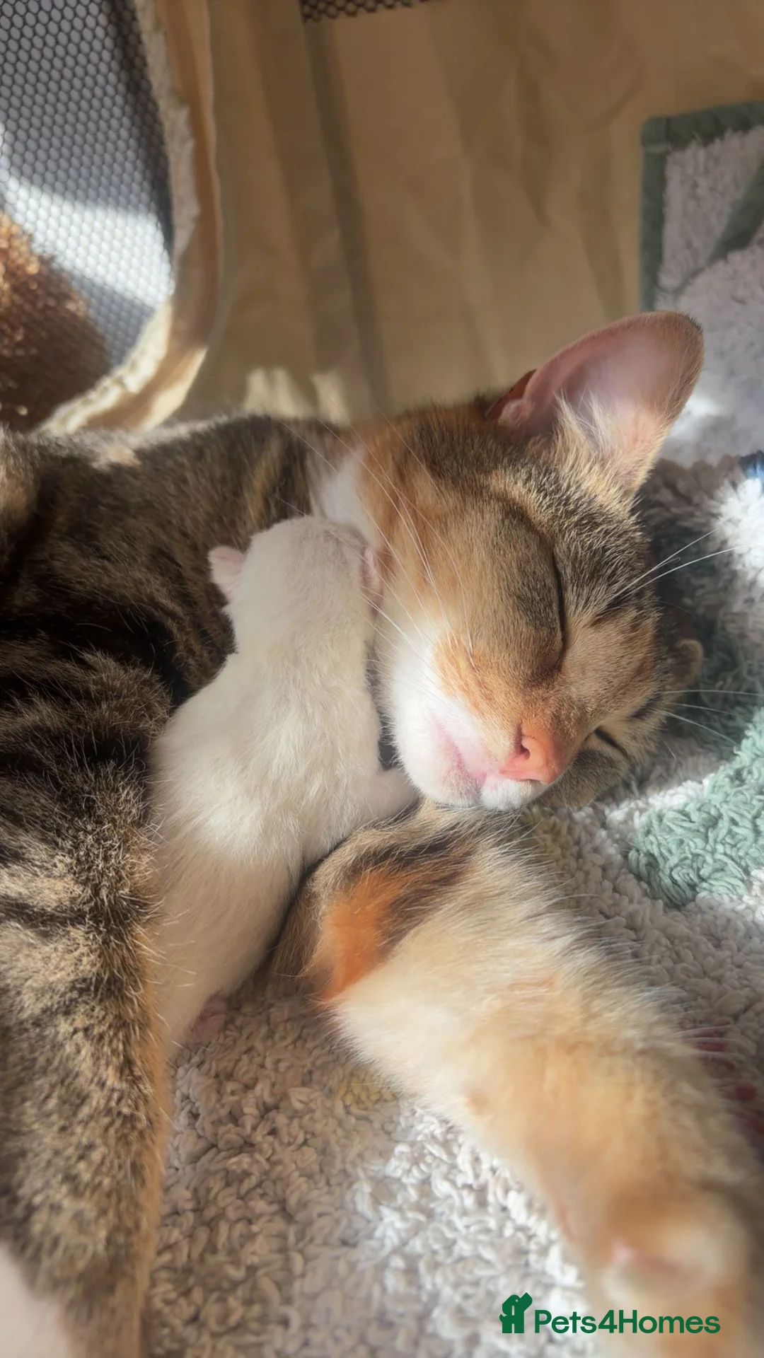 Mixed Breed cats for sale: Two white kittens  in Bracknell - Advert 1