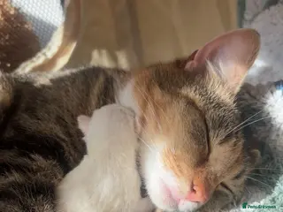 Mixed Breed cats Two white kittens - Advert 2