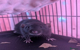 Rat rodents for sale: 2 beautiful well handled female dumbo rats - Image 3