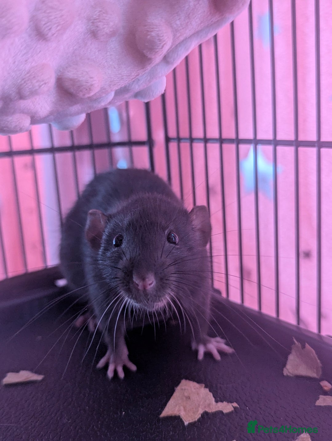 Rat rodents for sale: 2 beautiful well handled female dumbo rats - Image 3