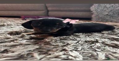 Miniature Dachshund dogs - Advert 1