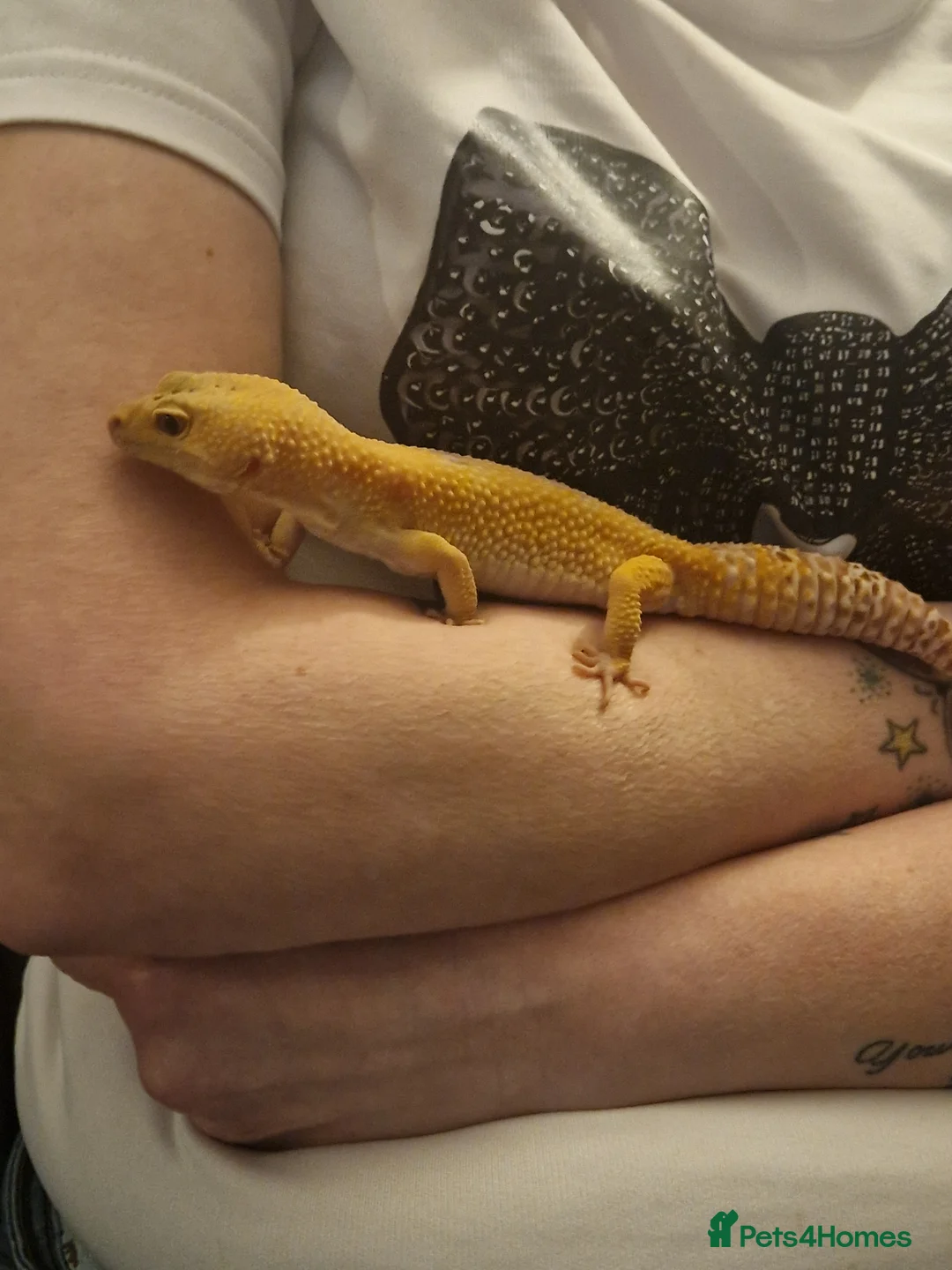 Gecko reptiles for sale: Leopard gecko  in Accrington - Advert 3