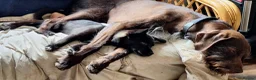 Mixed Breed dogs for adoption: Loris  in Newbury - Advert 5