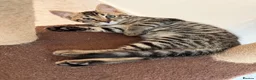 Bengal cats for sale: Beautiful Bengal Kittens - Advert 6