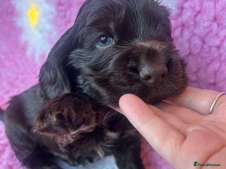 Cocker Spaniel dogs Stunning litter of show cocker spaniels - Advert 2
