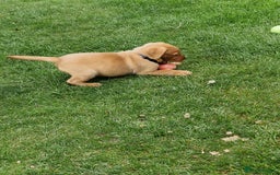 Labrador Retriever dogs for sale: Adorable 8 Puppies FOX RED Labrador, KC registered - Image 16