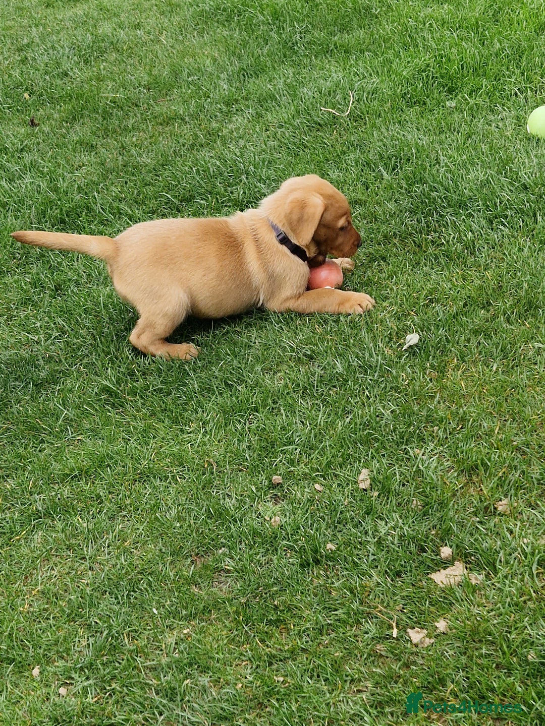 Labrador Retriever dogs for sale: Adorable 8 Puppies FOX RED Labrador, KC registered - Image 16