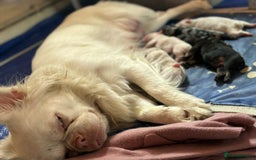 French Bulldog dogs for sale: Visual fluffy wrapped in pink 🎀  - Image 6