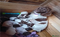 English Springer Spaniel dogs for sale: 8 week Springer Spaniel puppies. - Image 2