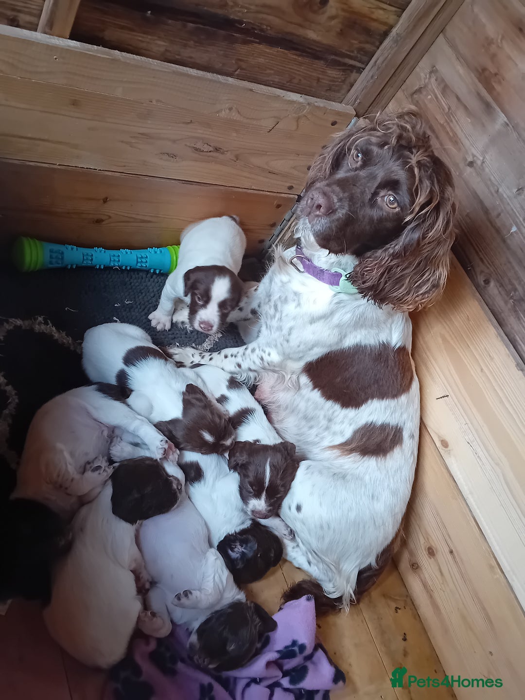 English Springer Spaniel dogs for sale: 8 week Springer Spaniel puppies. - Image 2
