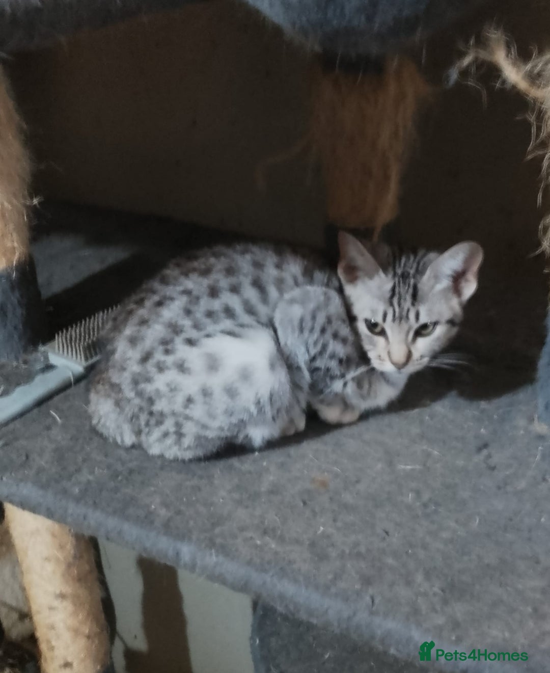 Ocicat cats for sale: 3 Pretty, Pedigree, Black Silver Ocicat Girls - Image 7