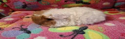 Guinea Pig rodents for sale: Baby Longhaired Boars Texel/Merino/Teddies RTR  - Advert 6