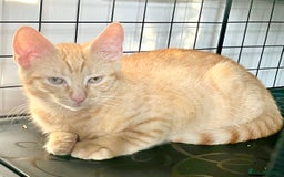 Domestic Shorthair cats for sale: William & Harry (The Royals) - Image 6