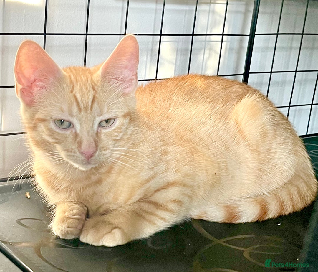 Domestic Shorthair cats for sale: William & Harry (The Royals) - Image 6