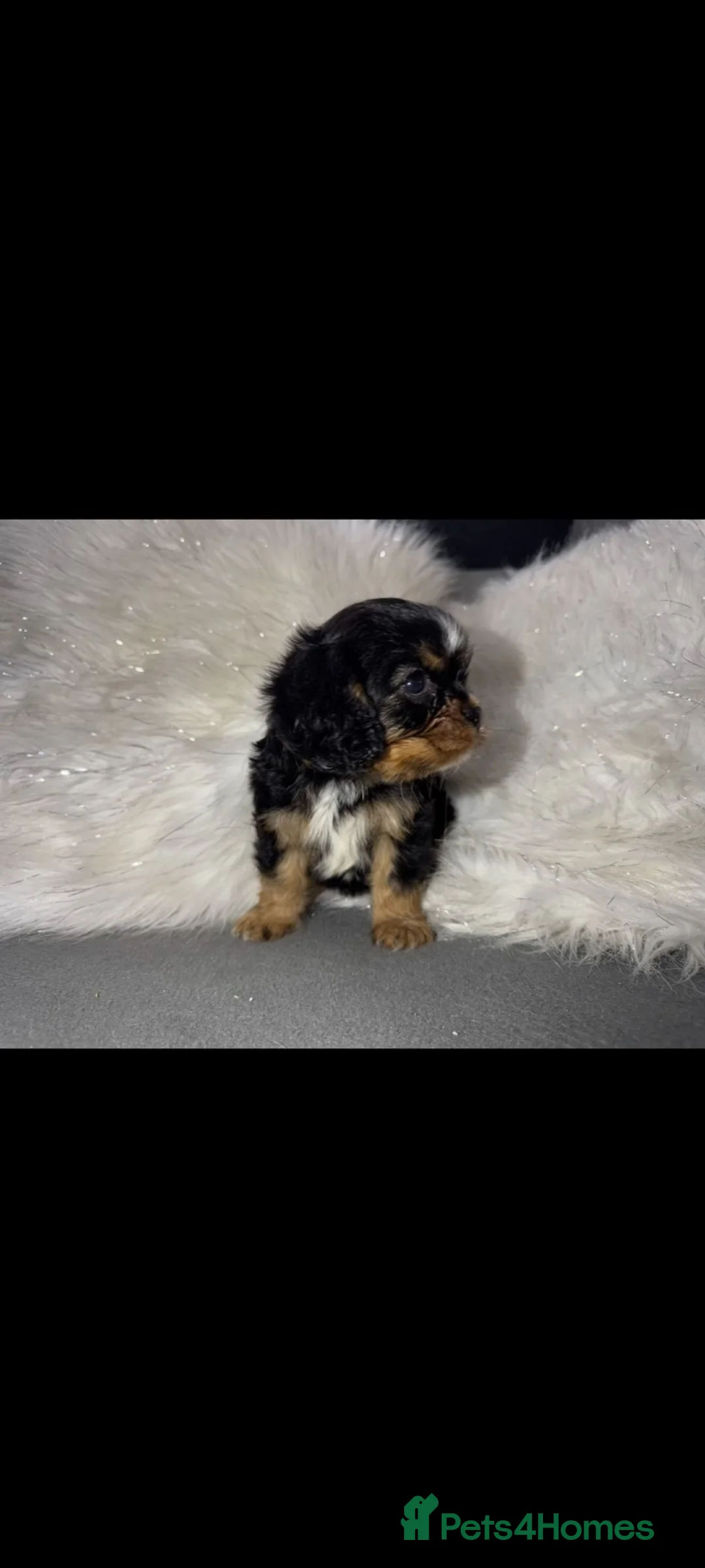 Cavalier King Charles Spaniel dogs for sale: Cavalier King Charles Spaniel in Knottingley - Advert 7