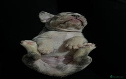 French Bulldog dogs for sale: READY NOW French bulldog puppies  - Advert 10