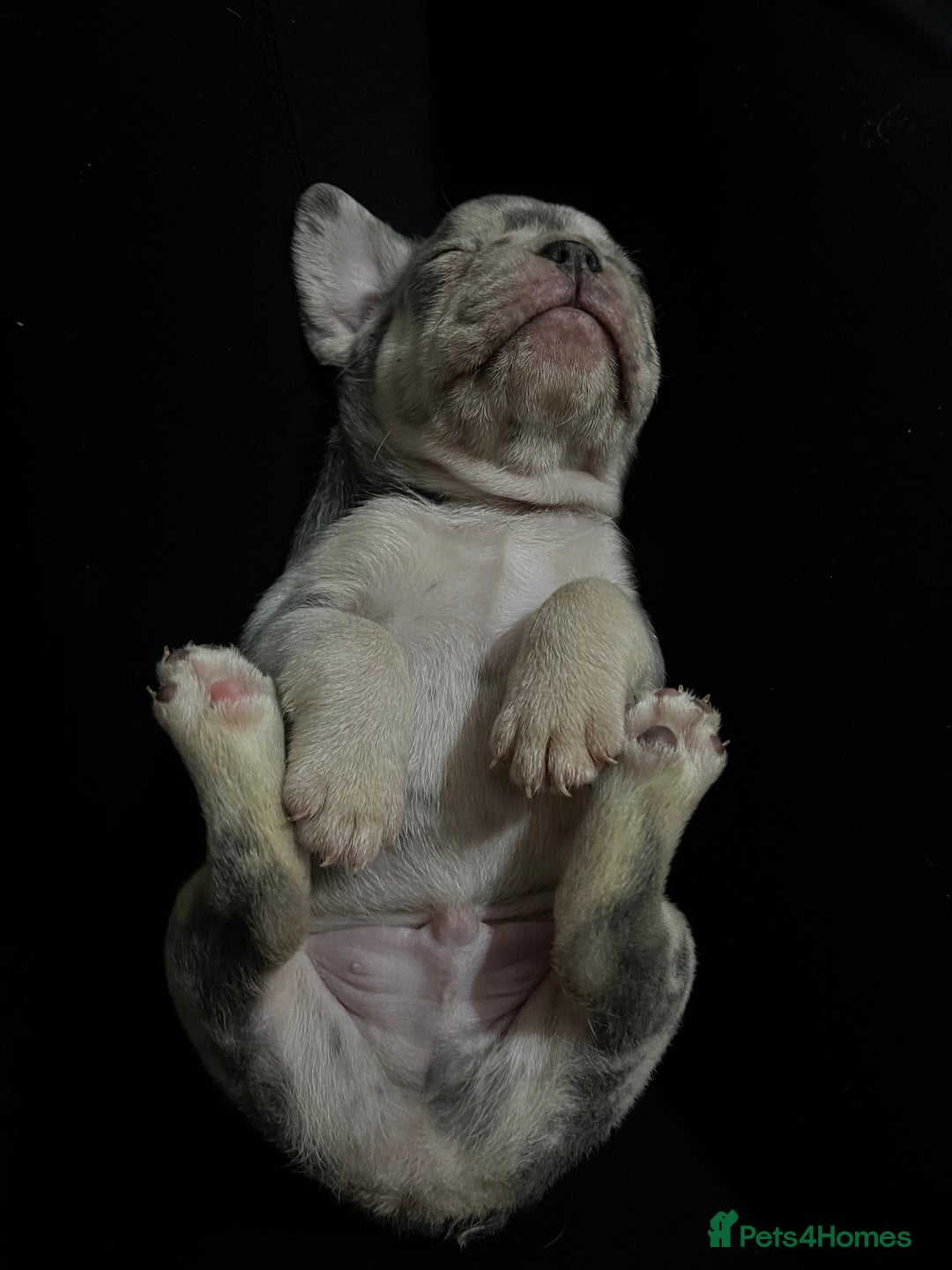French Bulldog dogs for sale: READY NOW French bulldog puppies  - Advert 10