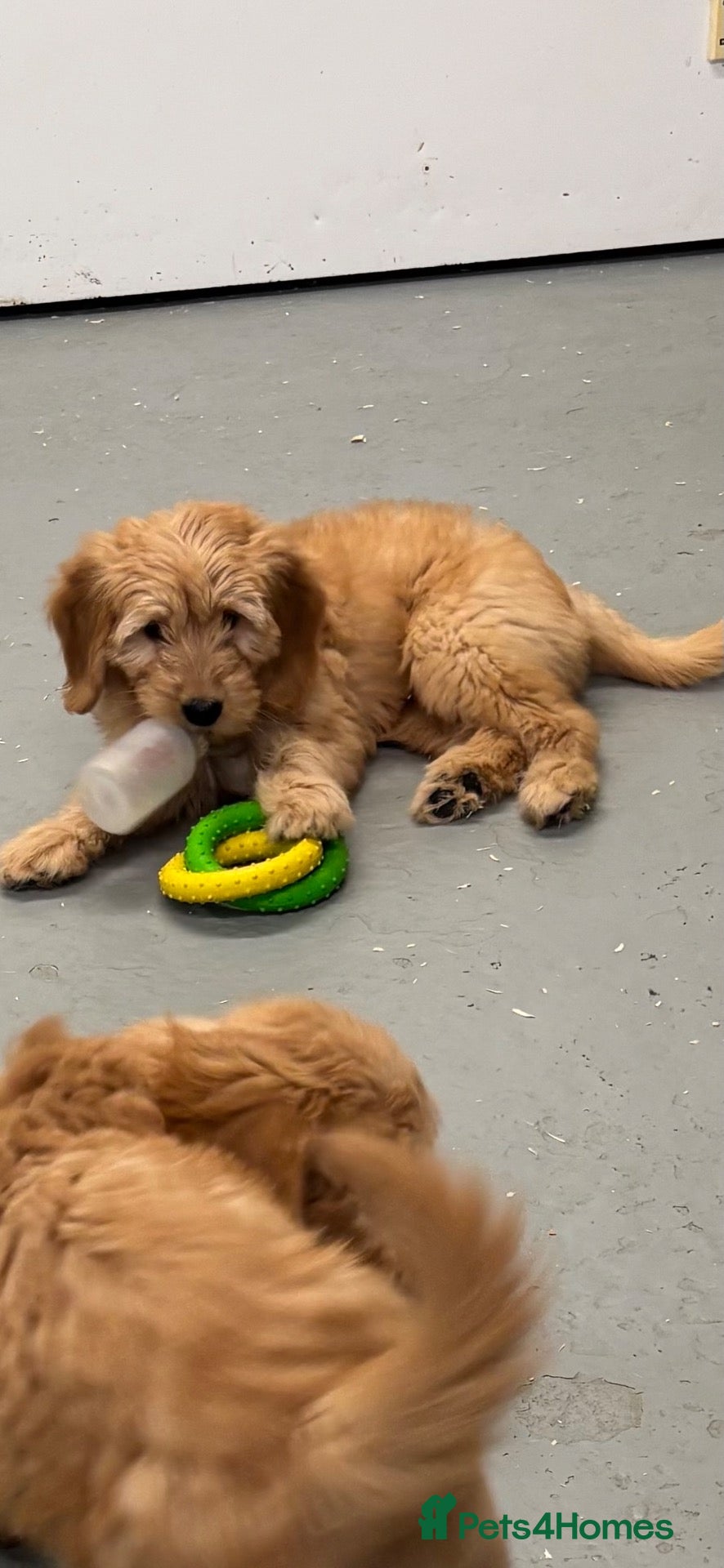 Mini Goldendoodle dogs F1 miniature Goldendoodle boy puppy. - Advert 2