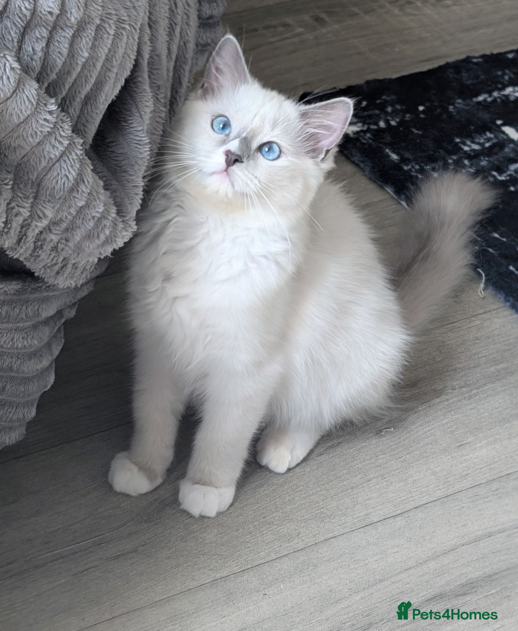 Ragdoll cats Reduced!TICA,Champ,pedigree Ragdoll kitten  - Advert 5