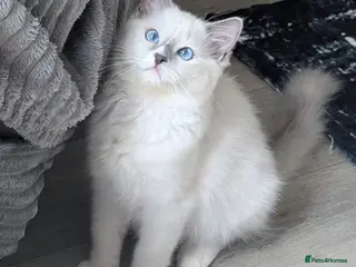 Ragdoll cats Reduced!TICA,Champ,pedigree Ragdoll kitten - Advert 5
