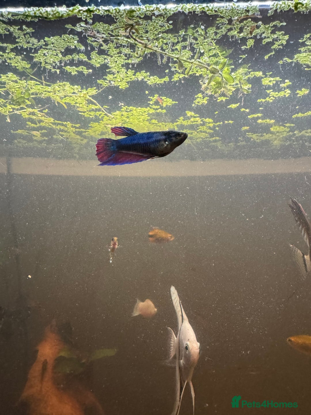 Bettas fish for sale: 8 Angelfish 1 female Betta  - Advert 16